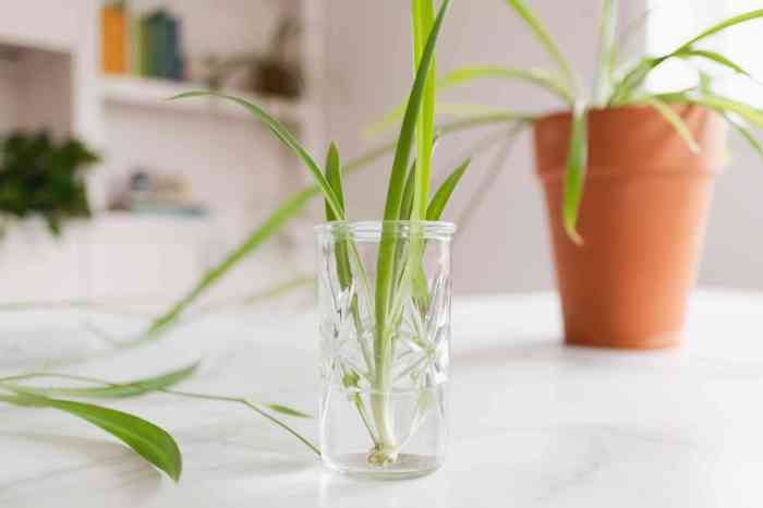 How to grow spider plant in water