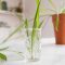 How to Grow a Spider Plant in Water