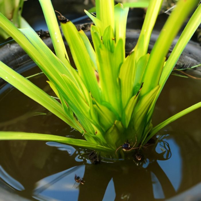 Can you grow spider plants in water