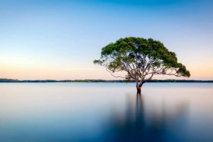 A tree planted by water