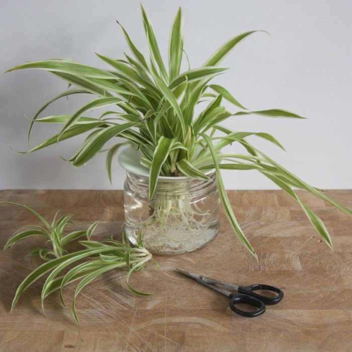 Can you grow spider plants in water