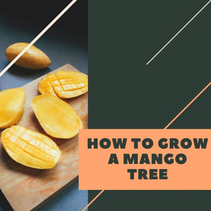 How to plant mango seed in water