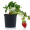 How Often to Water Strawberry Plants