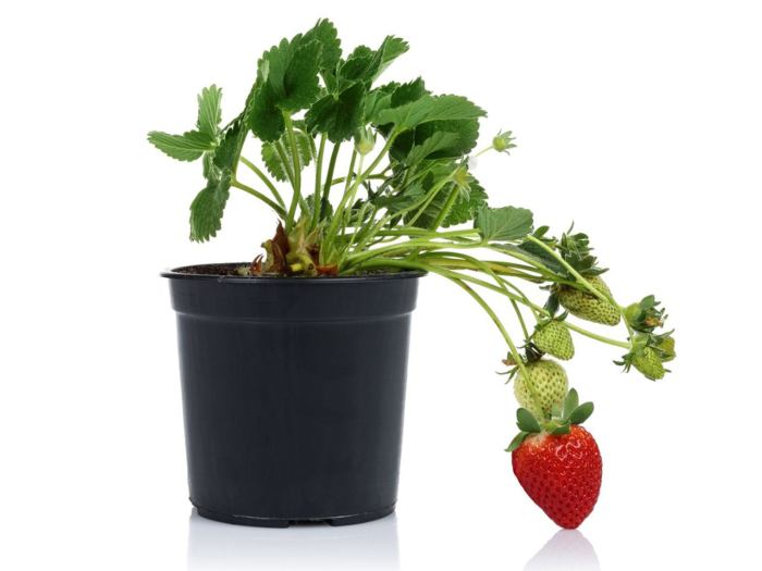 How often to water strawberry plant