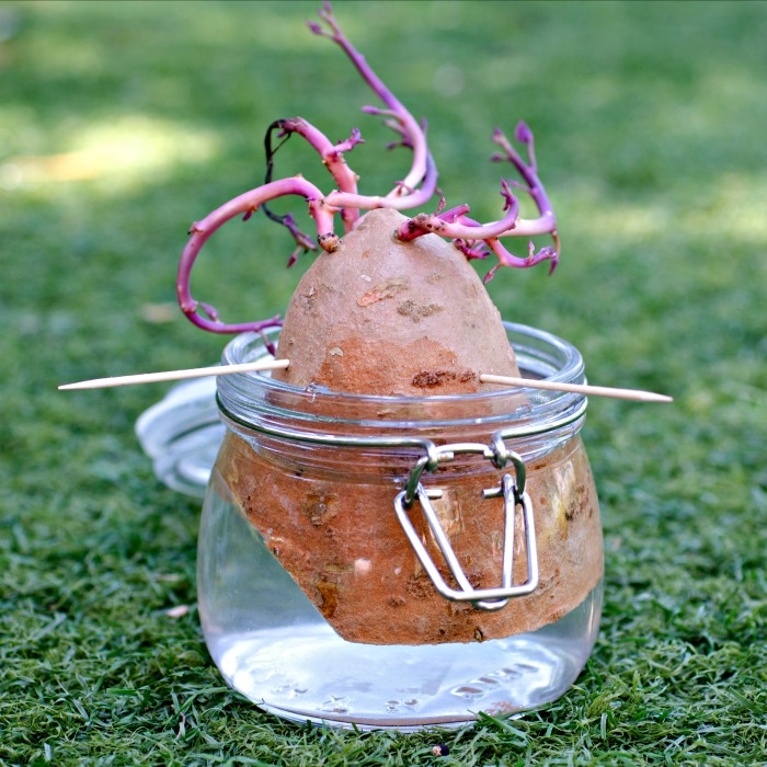 How to plant a sweet potato in water