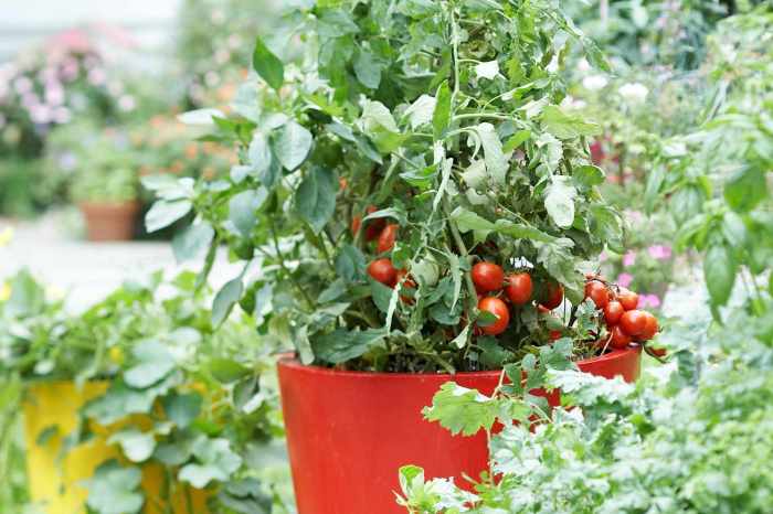 How often to water a potted tomato plant