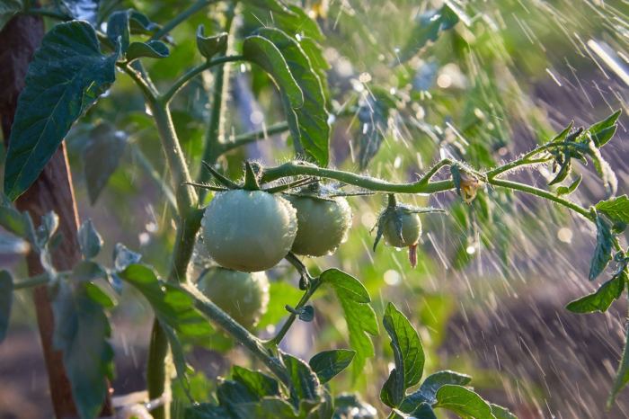 When is best time to water tomato plants