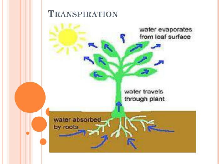 When water returns to the atmosphere via plants