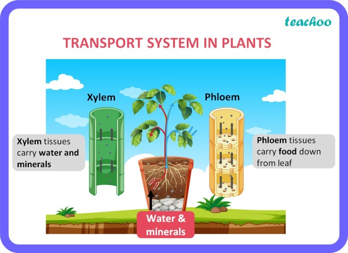 How does water travel through a plant