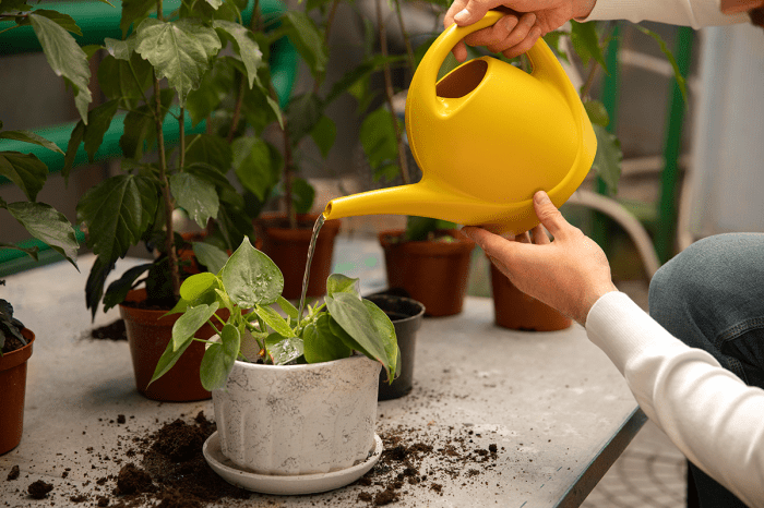 How to water potted plants