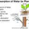 How Do Plants Use Water?