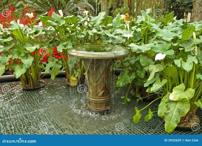 What plants to put around a water fountain