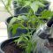 How to Water Cannabis Plants Effectively