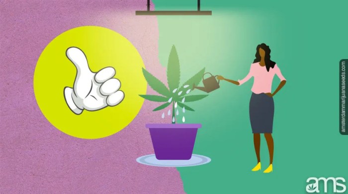 How much water does a cannabis plant need