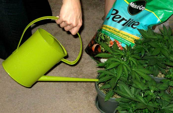 Plants cannabis when flush water weed marijuana epsom harvest salts look buds week garden use flushing ilovegrowingmarijuana know time watering