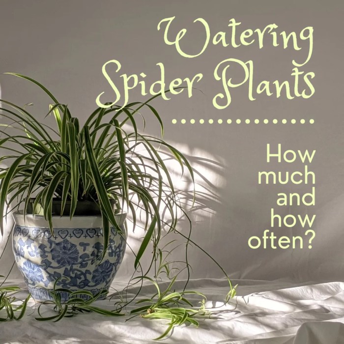 When to water spider plant