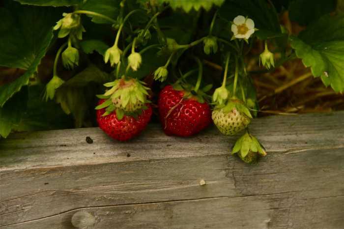 How often should you water a strawberry plant