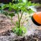 How Often Should You Water Potted Tomato Plants