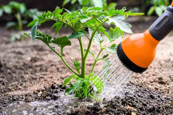 How often should you water potted tomato plants