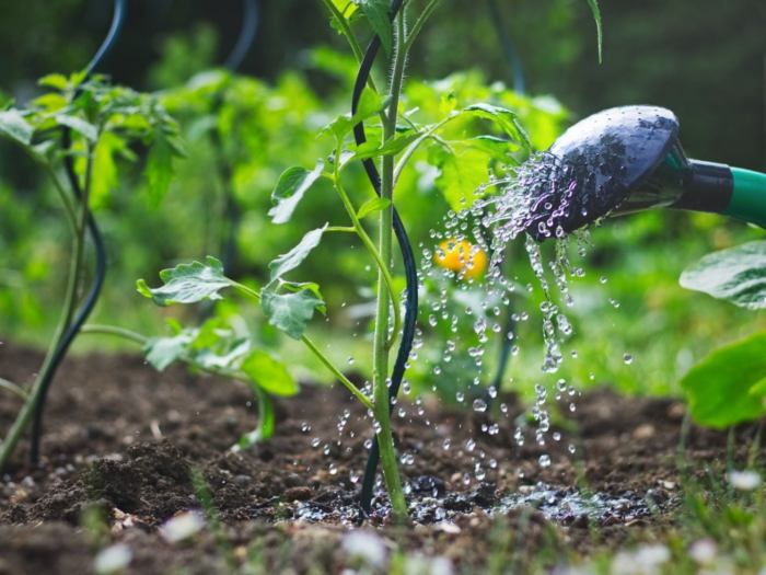 How to know when to water plants