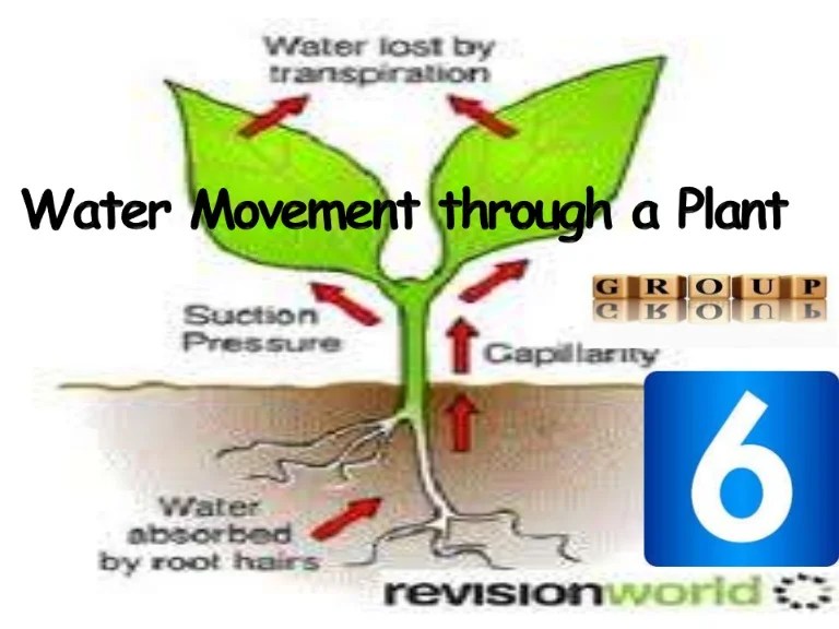 Water plant through travels biology arborjet