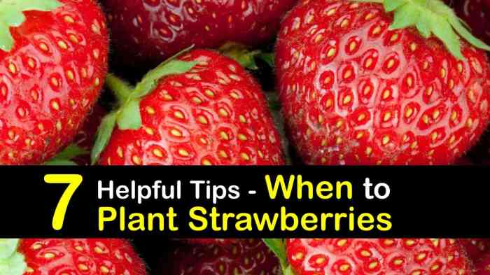 How often to water strawberry plant