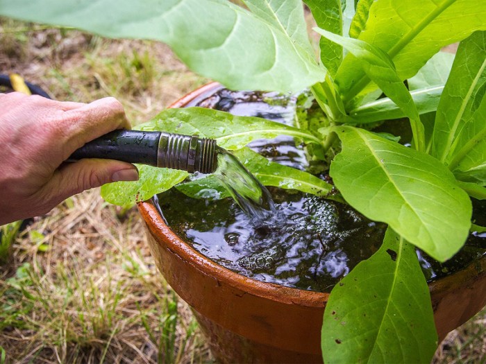 How to water potted plants